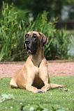 DOGUE ALLEMAND 843